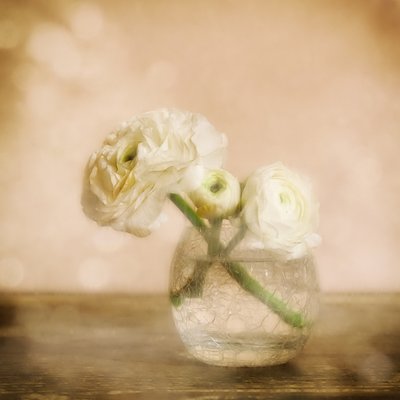 Puha ranunculus virág alkotó: Marie-anne Stas