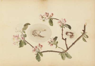 A Madame B album alkotó: Marie-Blanche-Hennelle Fournier
