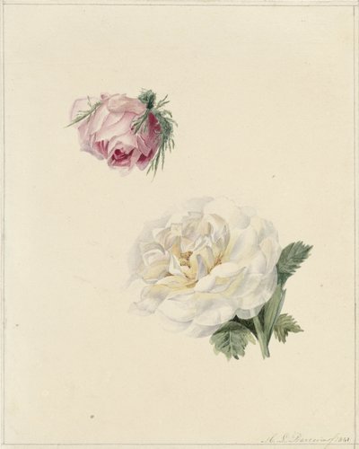 Egy rózsaszín és egy fehér rózsa tanulmányozása alkotó: Marie Louise Praetorius