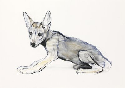 Kamasz arab farkas kölyök, 2009 (conte und charcoal papíron) alkotó: Mark Adlington