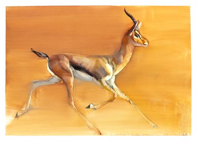Arab gazella, 2010 (olaj, papír) alkotó: Mark Adlington