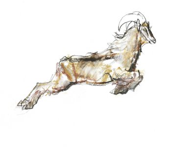 Arabian Tahr, 2009 (conte és faszén papíron) alkotó: Mark Adlington
