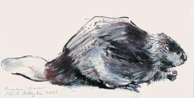 European Beaver (tanulmány) 2001 (faszén és konte papíron) alkotó: Mark Adlington