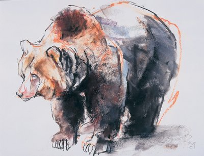 Európai barnamedve, 2001 (faszén és konte papíron) alkotó: Mark Adlington