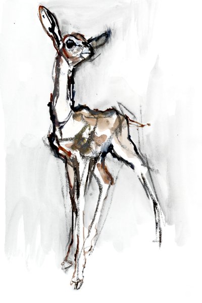 Gerenuk fawn, Sarara, 2018 alkotó: Mark Adlington