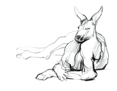 Pihenő sportoló (Vörös kenguru), 2012, (grafit, papír) alkotó: Mark Adlington