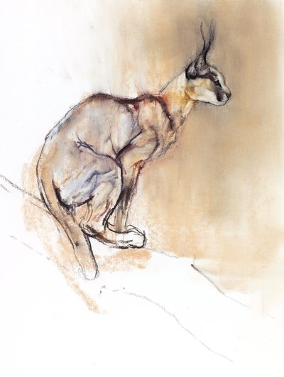 Ülő Caracal, 2009 (conte und charcoal papíron) alkotó: Mark Adlington