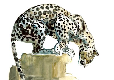 Gerinc (arab leopárd), 2015, (akvarell és gouache papíron) alkotó: Mark Adlington