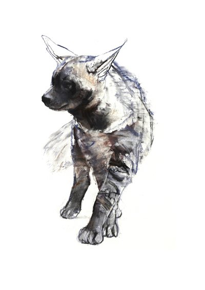 Csíkos hiéna kölyök, 2010, (konté és pasztell, papír) alkotó: Mark Adlington