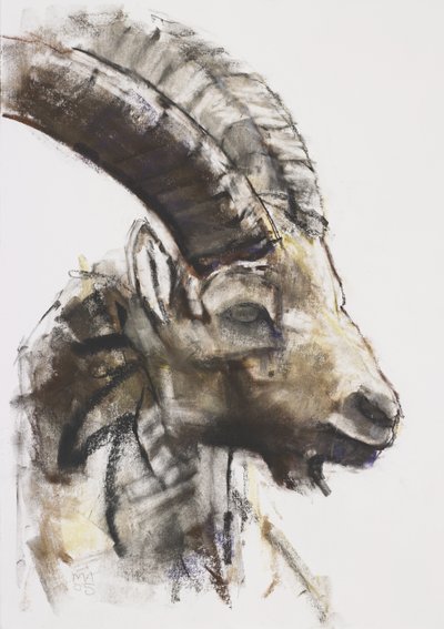 Testa, 2005 (szén és konte papíron) alkotó: Mark Adlington