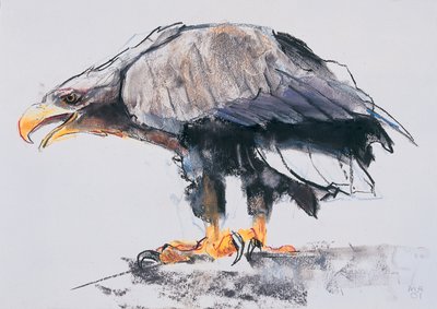 Fehérfarkú tengeri sas, 2001 (szén és konténer, papír) alkotó: Mark Adlington