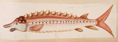 Egy hal. alkotó: Mark Catesby