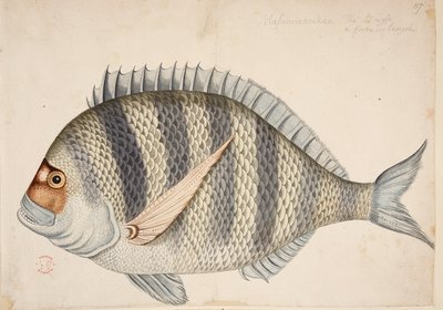 Egy hal. alkotó: Mark Catesby
