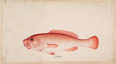 Egy hal. alkotó: Mark Catesby