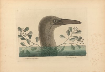 Thymelaea foliis obtusis; Anseri Bassano &c: The Great Booby, 86. tábla a „Carolina, Florida és a Bahama-szigetek természetrajzi történetéből”, I. kötet, 2. kiadás, London 1754 alkotó: Mark Catesby