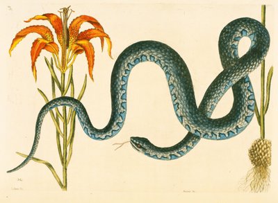 Anguis, a wampumkígyó, 58. tábla, vol. 1 a „Carolina, Florida és a Bahamák természettörténetéből” alkotó: Mark Catesby
