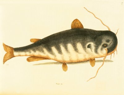 Harcsa, 23. tányér, köt. 1 a „Carolina, Florida és a Bahamák természettörténetéből” alkotó: Mark Catesby