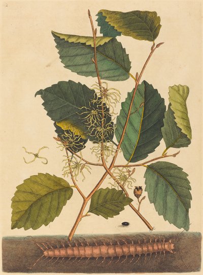 Százlábú (Scolopendra morsitans) alkotó: Mark Catesby