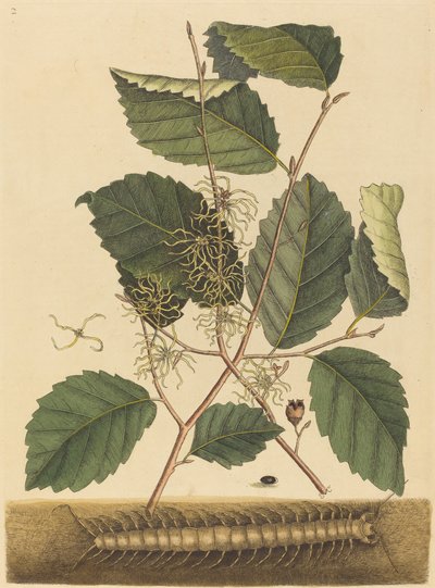Százlábú Scolopendra morsitans, megjelent 1731-1743. alkotó: Mark Catesby