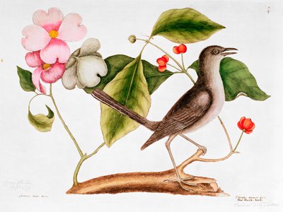Kutyafa: Cornus florida, és Mocking Bird Carolina természetrajzából (1730-48) alkotó: Mark Catesby