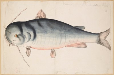 Keetra. Körülbelül 2 láb és fél hosszú. Egy harcsa? alkotó: Mark Catesby