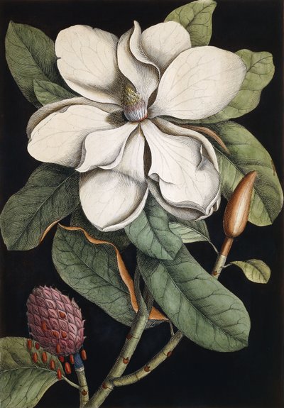 Babérfa, 1731-1743 alkotó: Mark Catesby