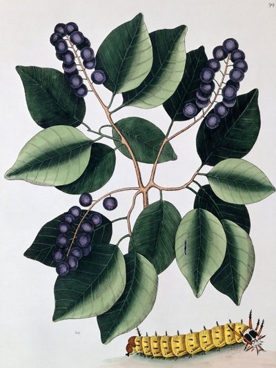Galamb szilva és nagy szarvas hernyó, 1771 alkotó: Mark Catesby