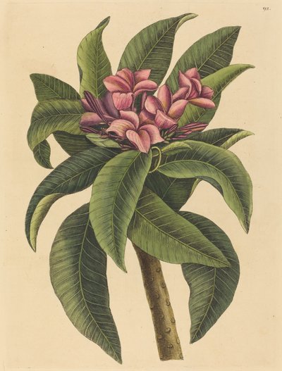 Vörös frangipáni (Plumeria rubra) alkotó: Mark Catesby