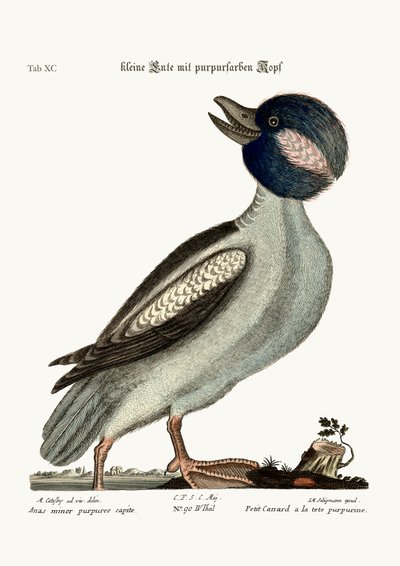A bivalyfejű kacsa, 1749-73 alkotó: Mark Catesby