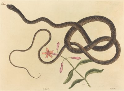 The Coach-whip Snake Coluber flagellum, megjelent 1731-1743. alkotó: Mark Catesby