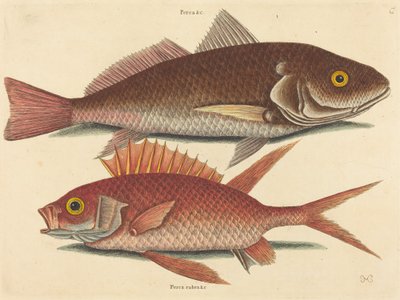 A Croker Perca undulata, 1731-1743 között. alkotó: Mark Catesby
