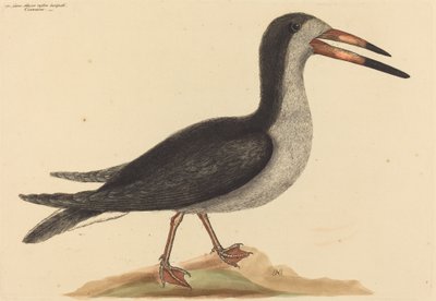 The Cutwater (Rhynchops nigra) alkotó: Mark Catesby