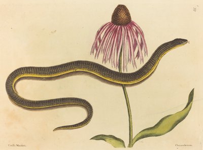 Az üvegkígyó (Anguis ventralis) alkotó: Mark Catesby