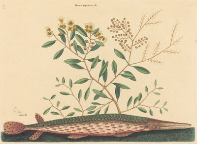 A zöld gar hal (Esox osseus) alkotó: Mark Catesby