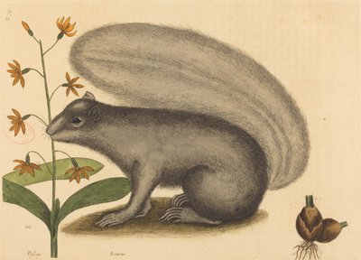 A szürke róka mókus (Sciurus cinereus) alkotó: Mark Catesby