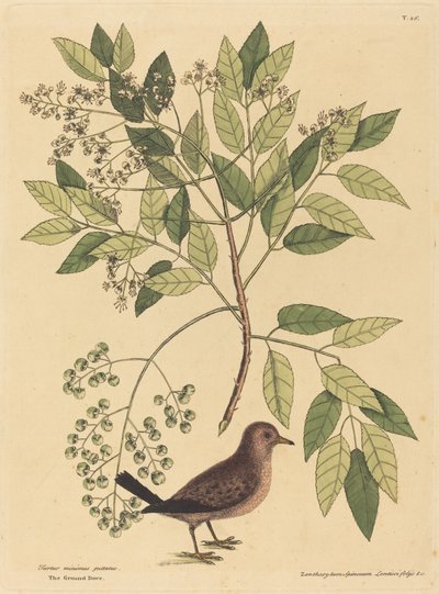 The Ground Dove Columba passerina, megjelent 1731-1743. alkotó: Mark Catesby