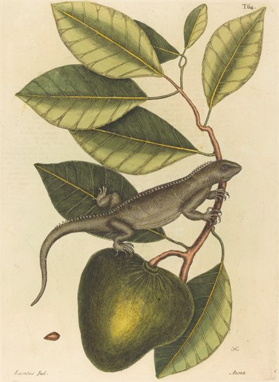A Guana Lacerta Iguana, 1731-1731 alkotó: Mark Catesby