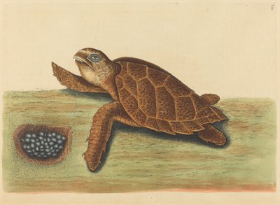 A Hawks-csőrteknős (Testudo caretta) alkotó: Mark Catesby