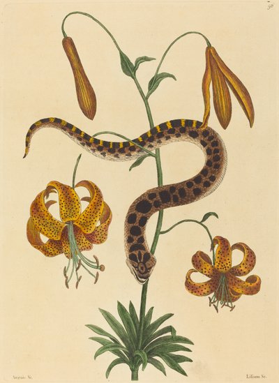 A disznóorrú kígyó (Boa contortrix) alkotó: Mark Catesby