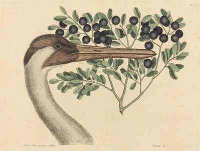 The Hooping Crane Ardea Americana, megjelent 1731-1743. alkotó: Mark Catesby