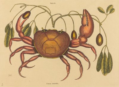 A szárazföldi rák (Cancer ruricola) alkotó: Mark Catesby