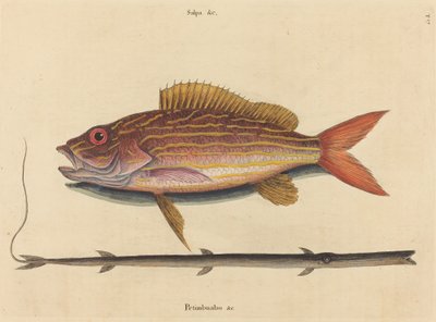Lane-snapper (Sparus synagris) alkotó: Mark Catesby