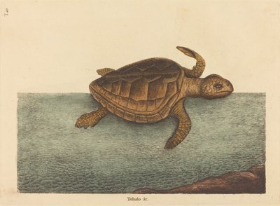 A favágófejű teknős (Testudo Cavanna) alkotó: Mark Catesby
