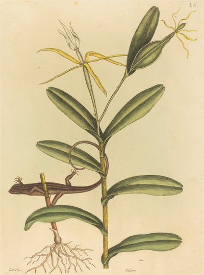 A lyoni gyík (Lacerta 6-lineata) alkotó: Mark Catesby