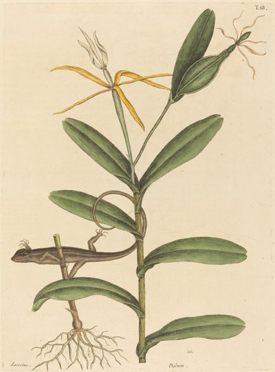 A lyoni gyík (Lacerta 6-lineata) alkotó: Mark Catesby