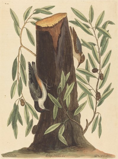 A Nuthatch Sitta Europaea 1754-ben jelent meg. alkotó: Mark Catesby