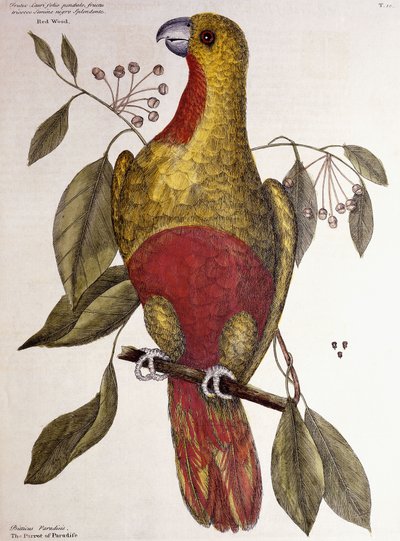 A paradicsomi papagáj, 1771 alkotó: Mark Catesby