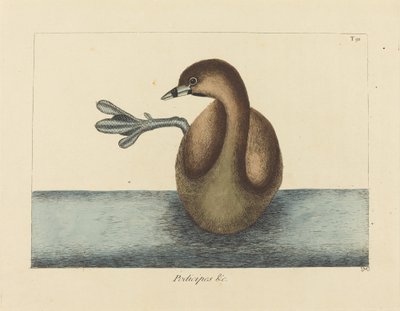 A köröscsőrű Dobchick (Colymbus podiceps) alkotó: Mark Catesby