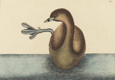 The Pied-billed Dobchick Colymbus podiceps, 1731-1743. alkotó: Mark Catesby
