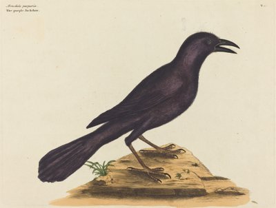 A lila Jack Daw (Gracula Quiscula) alkotó: Mark Catesby